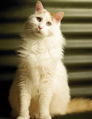 【土耳其梵猫】土耳其梵猫价格_土耳其梵猫图片_土耳其梵猫多少钱_土耳其梵猫好养吗_猫猫品种_宠物品种_宠物家族网