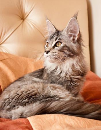 【缅因猫】缅因猫价格_缅因猫图片_缅因猫多少钱_缅因猫好养吗_猫猫品种_宠物品种_宠物家族网