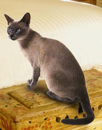 【东奇尼猫】东奇尼猫价格_东奇尼猫图片_东奇尼猫多少钱_东奇尼猫好养吗_猫猫品种_宠物品种_宠物家族网