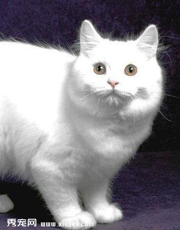 【威尔斯猫】威尔斯猫价格_威尔斯猫图片_威尔斯猫多少钱_威尔斯猫好养吗_猫猫品种_宠物品种_宠物家族网