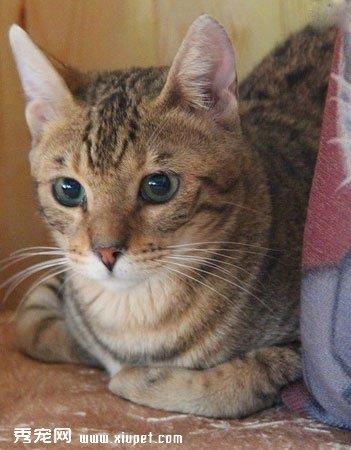 【澳大利亚雾猫】澳大利亚雾猫价格_澳大利亚雾猫图片_澳大利亚雾猫多少钱_澳大利亚雾猫好养吗_猫猫品种_宠物品种_宠物家族网