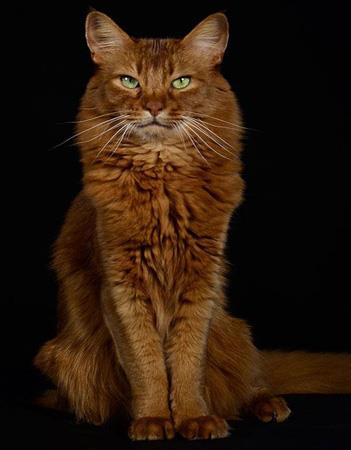【索马里猫】索马里猫价格_索马里猫图片_索马里猫多少钱_索马里猫好养吗_猫猫品种_宠物品种_宠物家族网