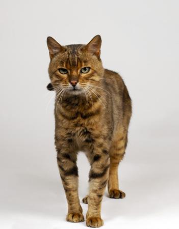 【埃及猫】埃及猫价格_埃及猫图片_埃及猫多少钱_埃及猫好养吗_猫猫品种_宠物品种_宠物家族网