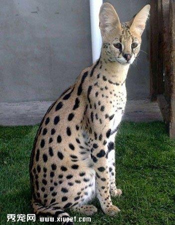 【热带草原猫】热带草原猫价格_热带草原猫图片_热带草原猫多少钱_热带草原猫好养吗_猫猫品种_宠物品种_宠物家族网