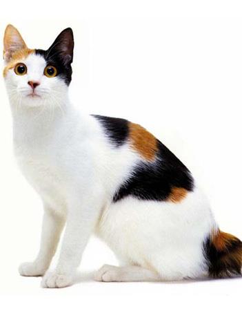【日本短尾猫】日本短尾猫价格_日本短尾猫图片_日本短尾猫多少钱_日本短尾猫好养吗_猫猫品种_宠物品种_宠物家族网