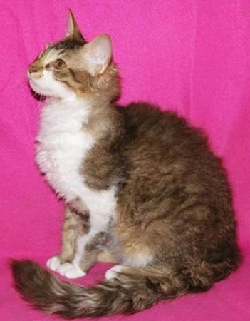 【拉邦猫】拉邦猫价格_拉邦猫图片_拉邦猫多少钱_拉邦猫好养吗_猫猫品种_宠物品种_宠物家族网