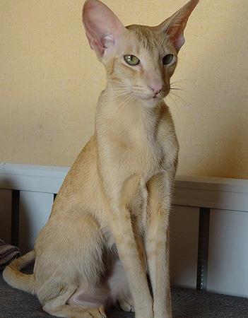【东方猫】东方猫价格_东方猫图片_东方猫多少钱_东方猫好养吗_猫猫品种_宠物品种_宠物家族网