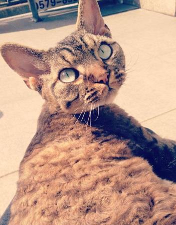【德文卷毛猫】德文卷毛猫价格_德文卷毛猫图片_德文卷毛猫多少钱_德文卷毛猫好养吗_猫猫品种_宠物品种_宠物家族网