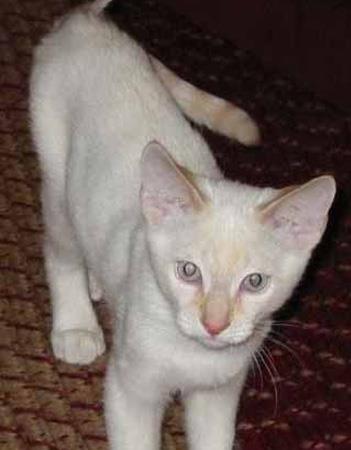【重点色短毛猫】重点色短毛猫价格_重点色短毛猫图片_重点色短毛猫多少钱_重点色短毛猫好养吗_猫猫品种_宠物品种_宠物家族网