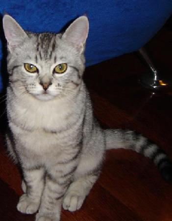 【波米拉猫】波米拉猫价格_波米拉猫图片_波米拉猫多少钱_波米拉猫好养吗_猫猫品种_宠物品种_宠物家族网