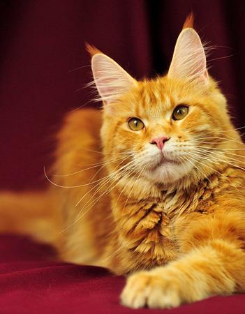【马恩岛猫|曼岛猫】马恩岛猫|曼岛猫价格_马恩岛猫|曼岛猫图片_马恩岛猫|曼岛猫多少钱_马恩岛猫|曼岛猫好养吗_猫猫品种_宠物品种_宠物家族网