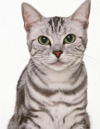 【奥西猫】奥西猫价格_奥西猫图片_奥西猫多少钱_奥西猫好养吗_猫猫品种_宠物品种_宠物家族网