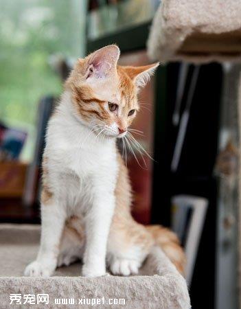 【肯尼亚猫|非洲短毛猫】肯尼亚猫|非洲短毛猫价格_肯尼亚猫|非洲短毛猫图片_肯尼亚猫|非洲短毛猫多少钱_肯尼亚猫|非洲短毛猫好养吗_猫猫品种_宠物品种_宠物家族网