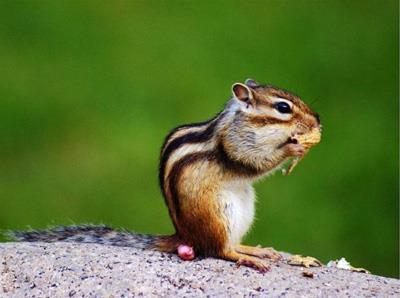 【金花鼠】金花鼠怎么养_金花鼠吃什么_金花鼠的寿命_金花鼠图片_金花鼠价格_宠物鼠品种_宠物品种_宠物家族网