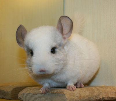 【银斑龙猫】银斑龙猫怎么养_银斑龙猫吃什么_银斑龙猫的寿命_银斑龙猫图片_银斑龙猫价格_宠物鼠品种_宠物品种_宠物家族网