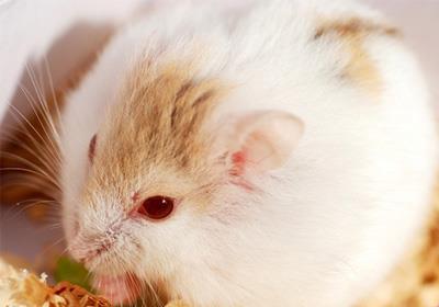 【花斑仓鼠】花斑仓鼠怎么养_花斑仓鼠吃什么_花斑仓鼠的寿命_花斑仓鼠图片_花斑仓鼠价格_宠物鼠品种_宠物品种_宠物家族网
