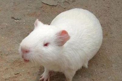 【缎毛白色凤冠天竺鼠】缎毛白色凤冠天竺鼠怎么养_缎毛白色凤冠天竺鼠吃什么_缎毛白色凤冠天竺鼠的寿命_缎毛白色凤冠天竺鼠图片_缎毛白色凤冠天竺鼠价格_宠物鼠品种_宠物品种_宠物家族网