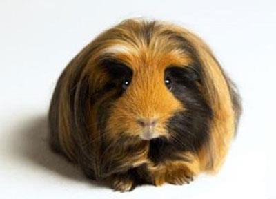 【秘鲁缎毛天竺鼠】秘鲁缎毛天竺鼠怎么养_秘鲁缎毛天竺鼠吃什么_秘鲁缎毛天竺鼠的寿命_秘鲁缎毛天竺鼠图片_秘鲁缎毛天竺鼠价格_宠物鼠品种_宠物品种_宠物家族网