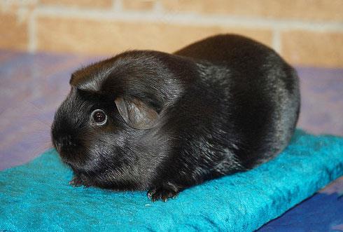 【黑色凤冠天竺鼠】黑色凤冠天竺鼠怎么养_黑色凤冠天竺鼠吃什么_黑色凤冠天竺鼠的寿命_黑色凤冠天竺鼠图片_黑色凤冠天竺鼠价格_宠物鼠品种_宠物品种_宠物家族网