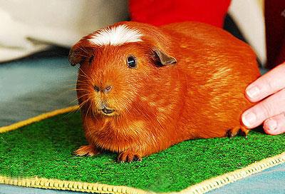 【红色美洲白冠天竺鼠】红色美洲白冠天竺鼠怎么养_红色美洲白冠天竺鼠吃什么_红色美洲白冠天竺鼠的寿命_红色美洲白冠天竺鼠图片_红色美洲白冠天竺鼠价格_宠物鼠品种_宠物品种_宠物家族网