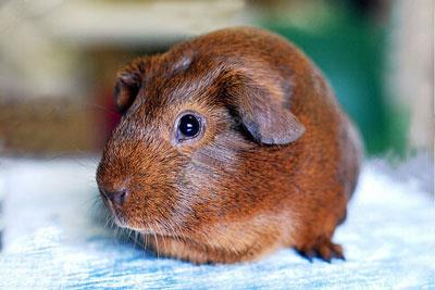 【巧克力刺毛天竺鼠】巧克力刺毛天竺鼠怎么养_巧克力刺毛天竺鼠吃什么_巧克力刺毛天竺鼠的寿命_巧克力刺毛天竺鼠图片_巧克力刺毛天竺鼠价格_宠物鼠品种_宠物品种_宠物家族网