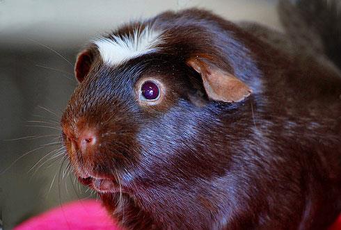 【巧克力美洲白冠天竺鼠】巧克力美洲白冠天竺鼠怎么养_巧克力美洲白冠天竺鼠吃什么_巧克力美洲白冠天竺鼠的寿命_巧克力美洲白冠天竺鼠图片_巧克力美洲白冠天竺鼠价格_宠物鼠品种_宠物品种_宠物家族网