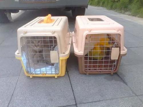 猫咪应该怎样上火车？_政策法规_宠物资讯_宠物家族网