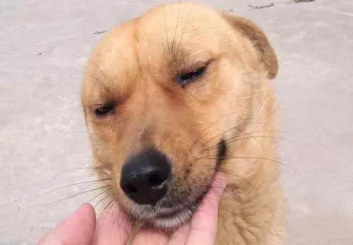 深圳田园犬可办理犬证，我们终于能领证啦!_政策法规_宠物资讯_宠物家族网