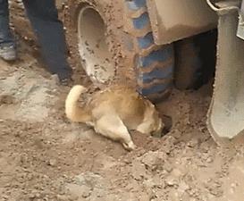 深圳田园犬可办理犬证，我们终于能领证啦!_政策法规_宠物资讯_宠物家族网