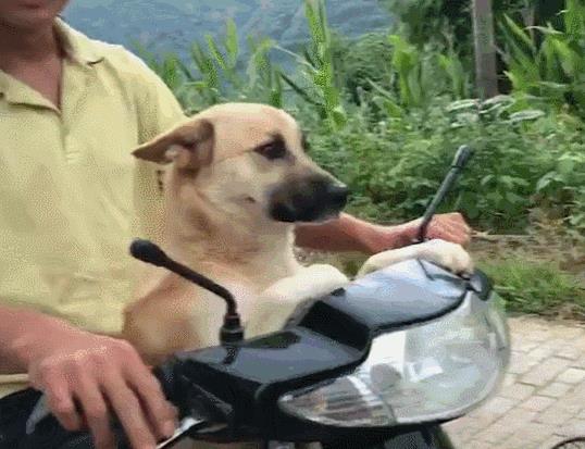 深圳田园犬可办理犬证，我们终于能领证啦!_政策法规_宠物资讯_宠物家族网