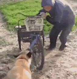 深圳田园犬可办理犬证，我们终于能领证啦!_政策法规_宠物资讯_宠物家族网