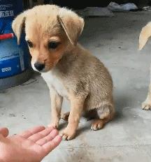 深圳田园犬可办理犬证，我们终于能领证啦!_政策法规_宠物资讯_宠物家族网