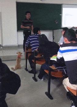 深圳田园犬可办理犬证，我们终于能领证啦!_政策法规_宠物资讯_宠物家族网