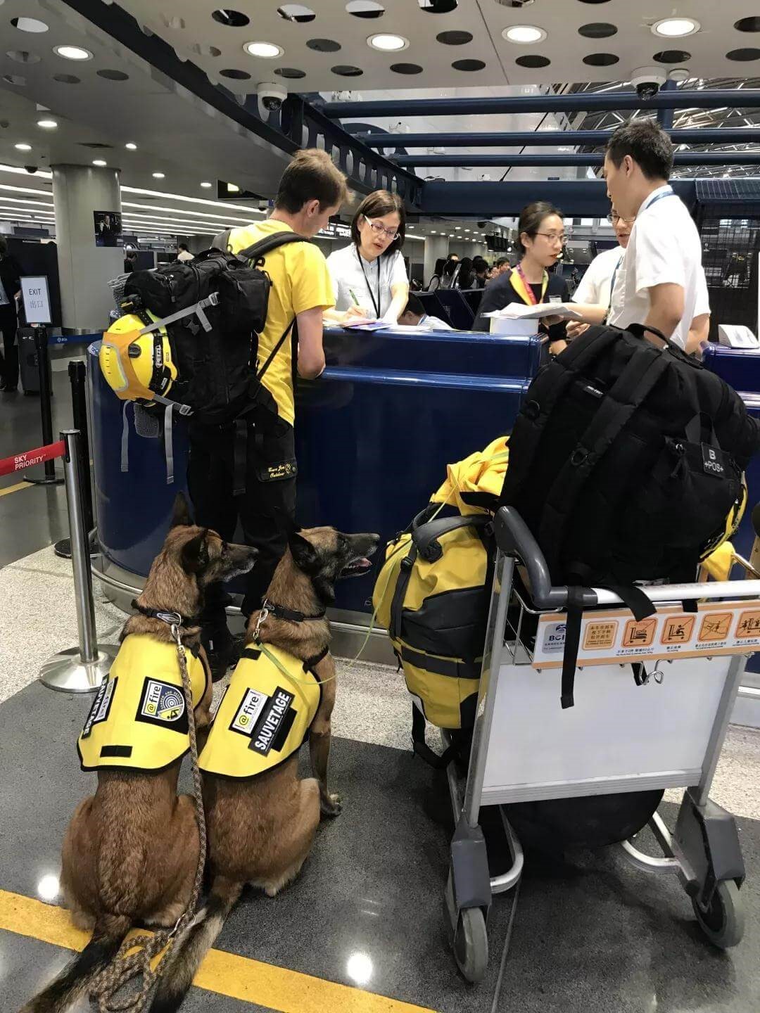 CRO人犬同舱 | 搜救犬也可以坐飞机！_政策法规_宠物资讯_宠物家族网