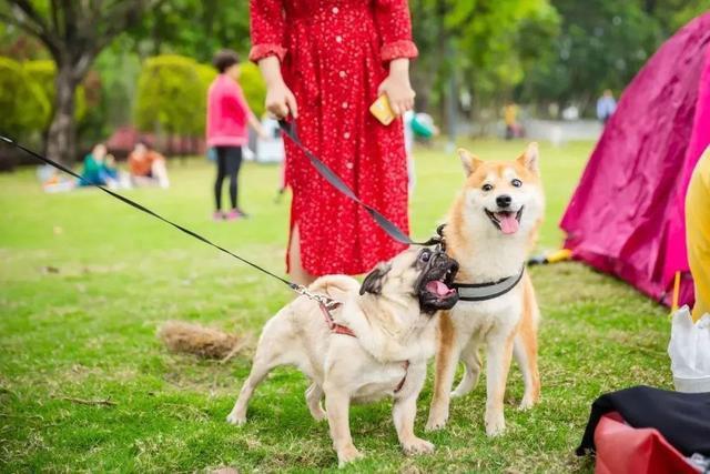 广东佛山养犬或将取消收取管理费_政策法规_宠物资讯_宠物家族网