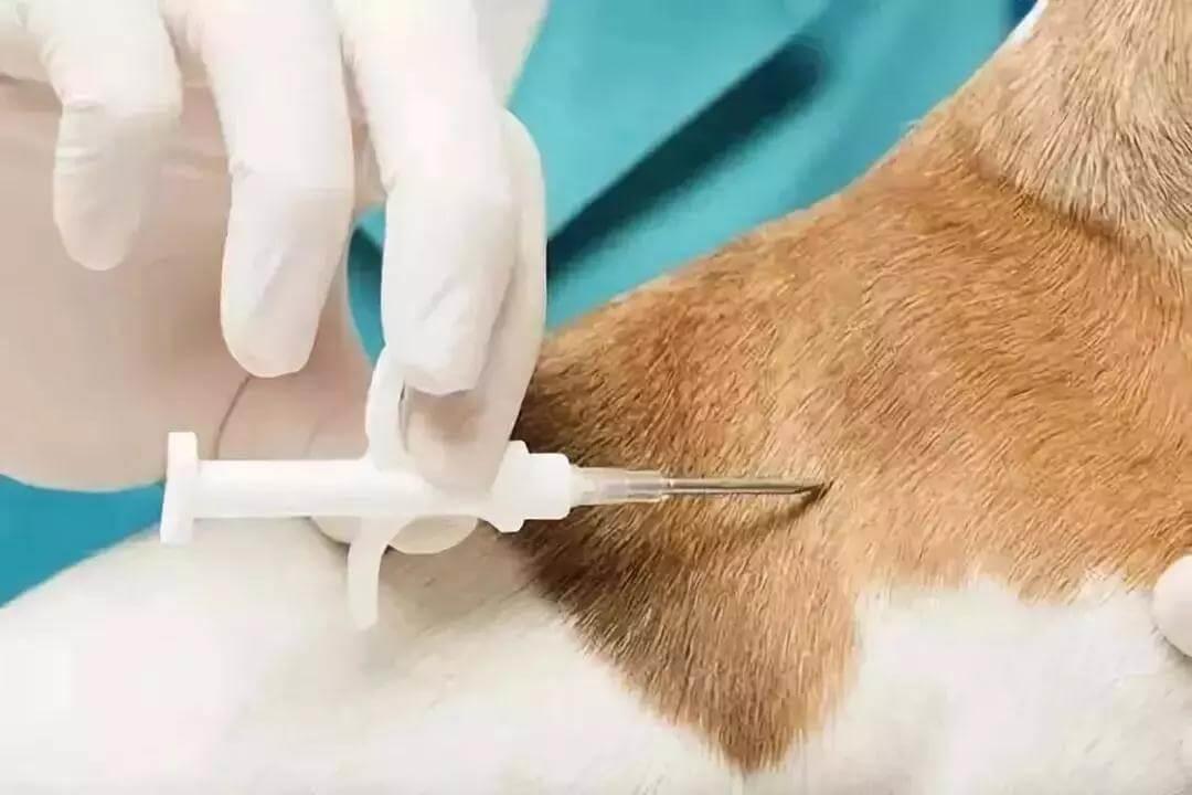 文明养犬 | 快来给狗狗办理“电子身份证”啦!_政策法规_宠物资讯_宠物家族网