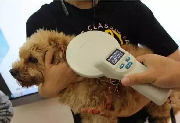 文明养犬 | 快来给狗狗办理“电子身份证”啦!_政策法规_宠物资讯_宠物家族网