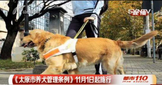 太原最严“养狗令”出台，遛狗绳太长也得罚！_政策法规_宠物资讯_宠物家族网