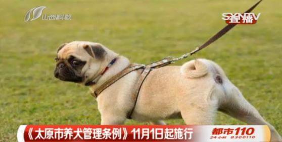 太原最严“养狗令”出台，遛狗绳太长也得罚！_政策法规_宠物资讯_宠物家族网