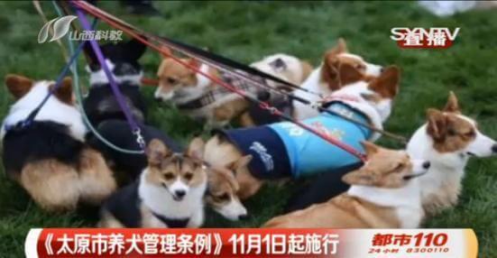 太原最严“养狗令”出台，遛狗绳太长也得罚！_政策法规_宠物资讯_宠物家族网