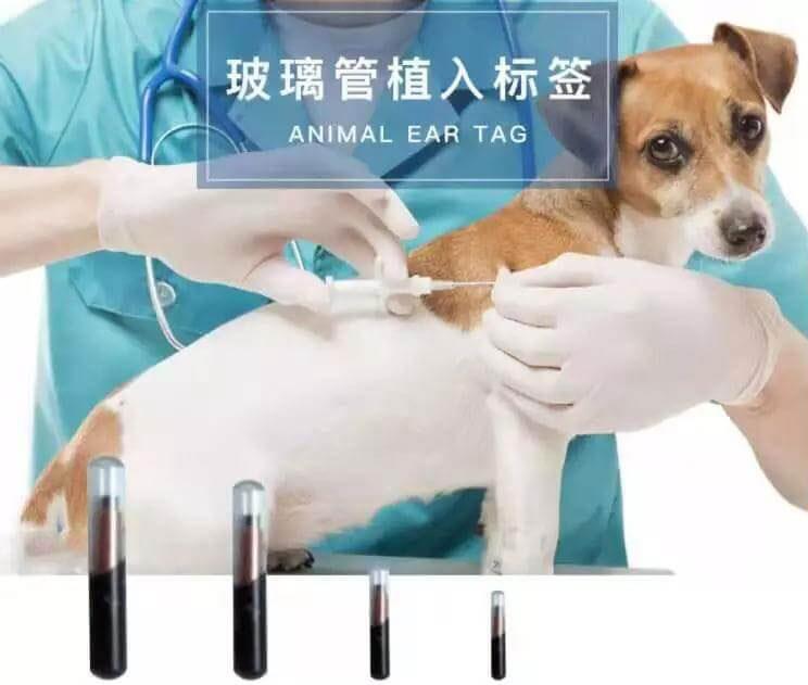 携宠出国需要注意什么？海关官方科普来了_政策法规_宠物资讯_宠物家族网
