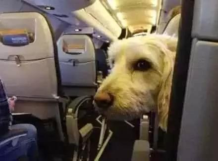 对于带宠物旅客乘坐飞机，国内航空公司用上十八般武艺_政策法规_宠物资讯_宠物家族网