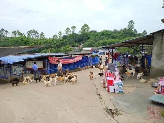 成都犬只限养政策最严“禁狗令”出台后，动物救助站纷纷爆满_政策法规_宠物资讯_宠物家族网