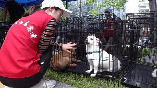 深圳城市管理和综合执法局联合举办宠物领养活动_政策法规_宠物资讯_宠物家族网