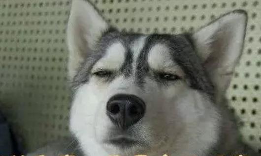 宠物闯祸主人赔偿！不存在的，给宠物来份保险吧！_政策法规_宠物资讯_宠物家族网