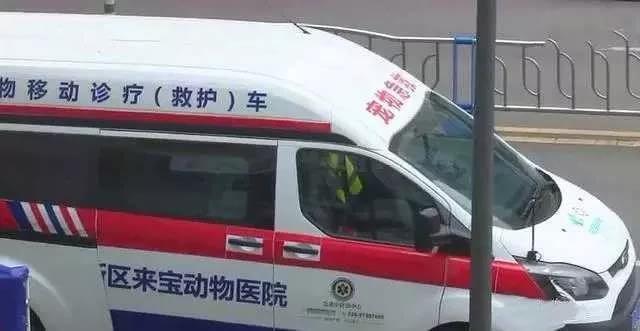 狗狗的待遇在国内提升，再也不用羡慕国外了_政策法规_宠物资讯_宠物家族网