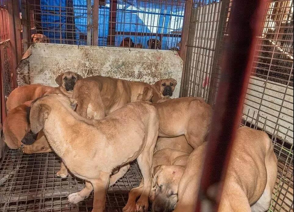 韩政府下令关闭狗肉市场，还将发放过度金_政策法规_宠物资讯_宠物家族网