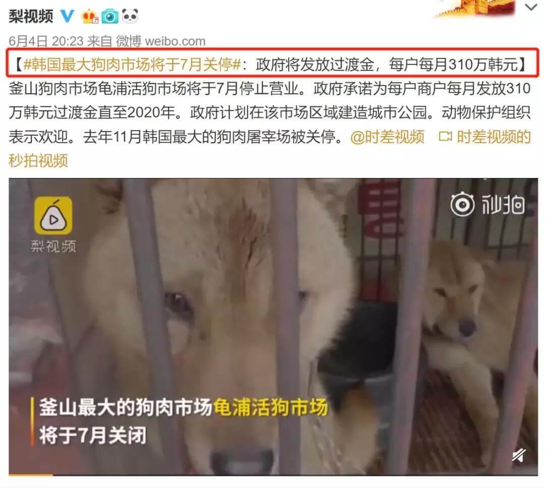 韩政府下令关闭狗肉市场，还将发放过度金_政策法规_宠物资讯_宠物家族网