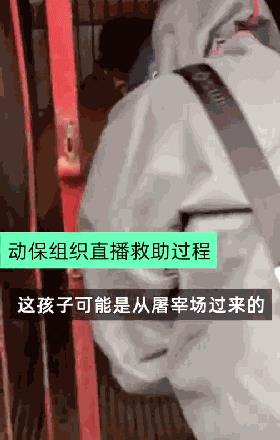 韩政府下令关闭狗肉市场，还将发放过度金_政策法规_宠物资讯_宠物家族网