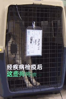 韩政府下令关闭狗肉市场，还将发放过度金_政策法规_宠物资讯_宠物家族网